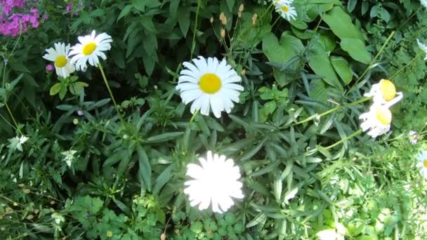 Zbliżenie Białych Stokrotek Kwitnących Ogrodzie — Wideo stockowe
