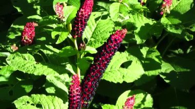 Phytolacca Americana veya American Pokeweed veya basitçe Pokeweed