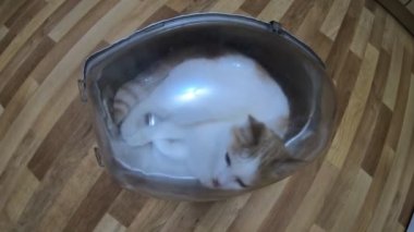 Abajur gölgesinin içinde beyaz-kırmızı kedi.