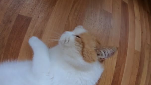Domestic Red White Cat Lies Turns Floor Licks Its Fur — Stock Video