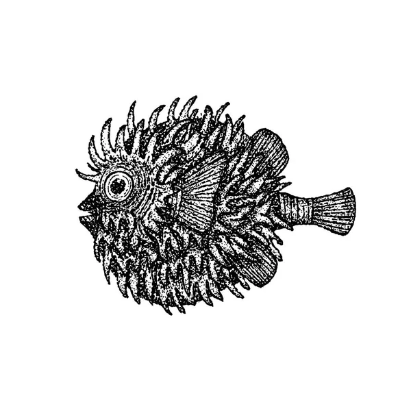 Dotwork Fish Hedgehog - Stok Vektor
