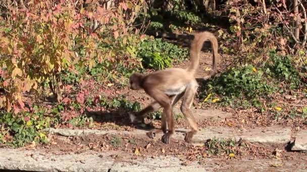 Aproximações Macaco Quebram Folhas Frankfurt Main Alemanha — Vídeo de Stock