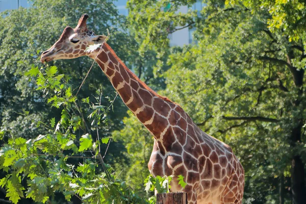 動物園のキリン ベルリン ドイツ — ストック写真