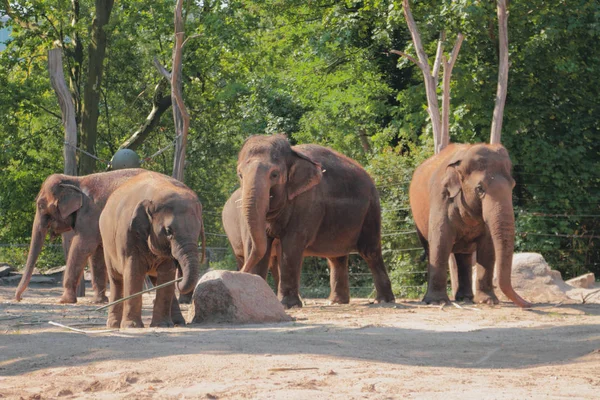 Elefantes Zoológico Berlín Alemania — Foto de Stock