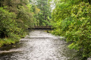 Nehir Eachaig Brisbane Botanik Bahçesi, Loch Lomond ve Trossachs Milli Parkı, İskoçya üzerinde küçük bir yaya köprüsü