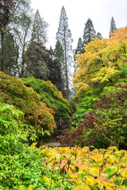 Renkli sonbahar manzaralı Brisbane Botanik Bahçesi, Loch Lomond ve Trossachs Milli Parkı, İskoçya