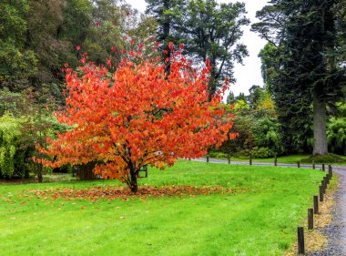 Brisbane Botanik Bahçesi, Loch Lomond ve Trossachs Milli Parkı, İskoçya Sonbahar sezonunda düşen renkli kırmızı ve turuncu yaprakları ile Güney-Batı Çin'den güzel bir ağaç (Davidia Involucrata)