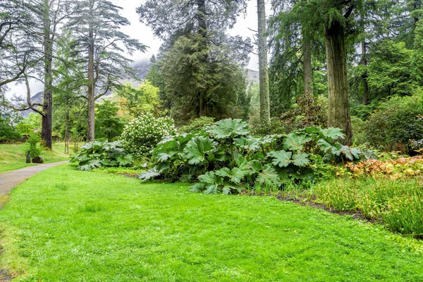 Gunnera Manicata Sale Uno Los Senderos Benmore Botanic Garden Escocia — Foto de Stock