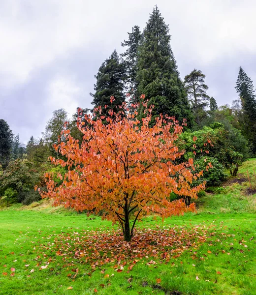 Falling Leaves Beautiful Chinese Tree Davidia Involucrata Autumn Season Benmore — Stock Photo, Image
