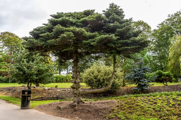 Un árbol pintoresco en forma de pie en uno de los callejones del parque Hazlehead, Aberdeen, Escocia — Foto de Stock