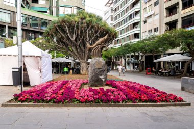 Chicharro Meydanı manzarası ve monte edilen küçük bir at uskumrusu heykeli şehrin, Santa Cruz de Tenerife, İspanya 'nın alegorik sembolü haline geldi.