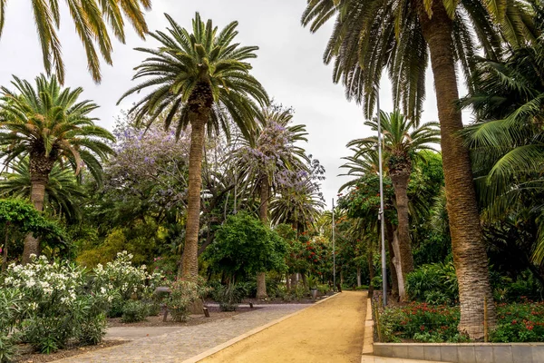 Egy sikátor keresztül festői kertek pálmafák és virágok Garcia Sanabria park, Santa Cruz de Tenerife, Kanári-szigetek, Spanyolország — Stock Fotó