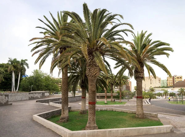 Grandes palmeras plantadas en uno de los callejones del Parque de La Granja, Santa Cruz de Tenerife, Islas Canarias, España —  Fotos de Stock