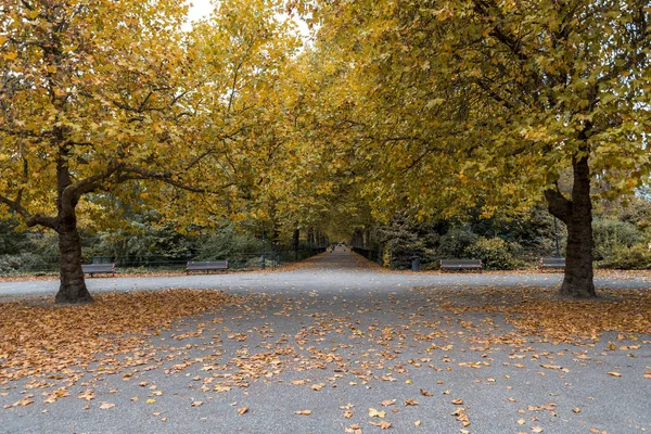 Hojas amarillas caídas en el suelo en el cruce de senderos, Battersea Park, Londres — Foto de Stock