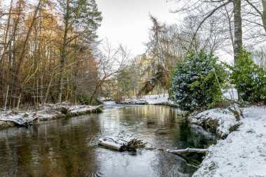 Seaton Park, Aberdeen, İskoçya 'da kış mevsiminde küçük manzaralı bir dere kenarındaki ağaçlardan birinde yeşil yapraklar.