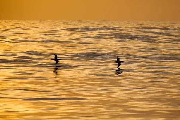 Silhuetas Pretas Dois Pássaros Agains Ondas Douradas Mar Aberto — Fotografia de Stock