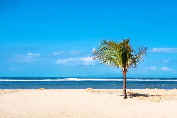 Palmera Solitaria Una Playa Tropical Sanur Bali Indonesia — Foto de Stock