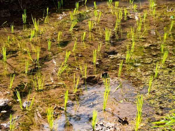 Close Flooded Rice Field Bali — Stock Photo, Image