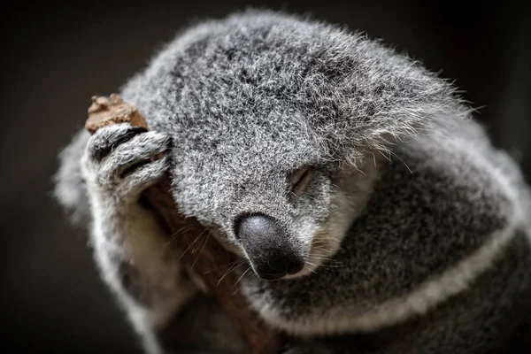 Primer Plano Koala Peludo Dormido Australia —  Fotos de Stock