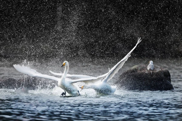 Irritado Whooper Cisne Perseguindo Outro Salpicando Água — Fotografia de Stock