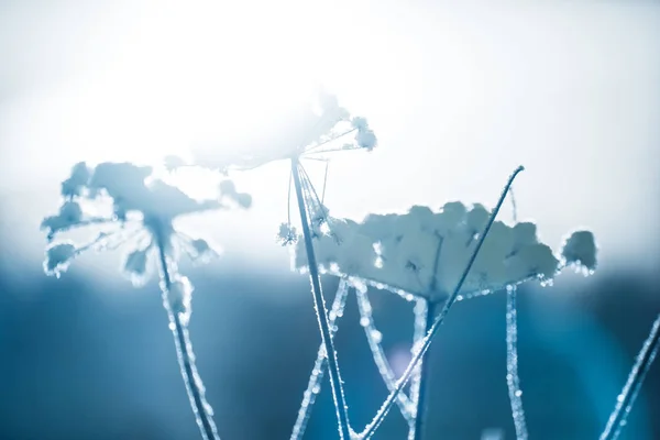 柔らかい雪と白い背景の上の氷の結晶で覆われた植物 — ストック写真