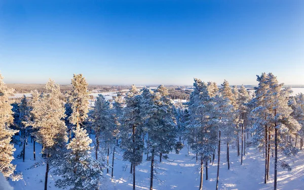 雪に覆われた森林と明るい青空 — ストック写真
