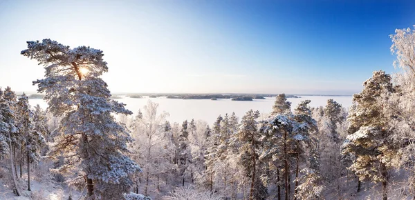 Winter Forest Zon Met Een Meer Blauwe Hemel Bakcground Finland — Stockfoto