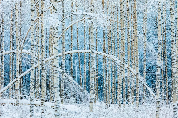 Arched white birches in snowy forest