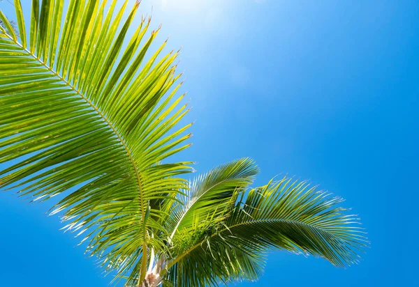 Palm tree leaves against sun and bright blue sky