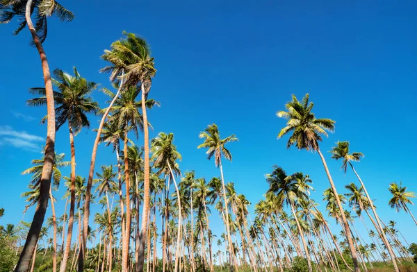 Palm Trees Clear Blue Sky Tropics — Stock Photo, Image