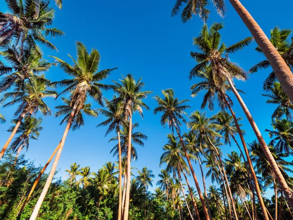 Palmen Die Den Tropen Den Strahlend Blauen Himmel Ragen — Stockfoto