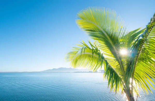 Paradiesischer Morgen Blick Aufs Meer Durch Palmenblätter — Stockfoto