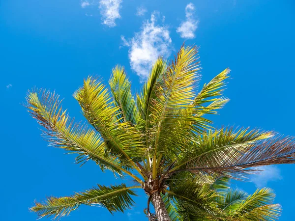 棕榈树顶对明亮的蓝天 免版税图库图片
