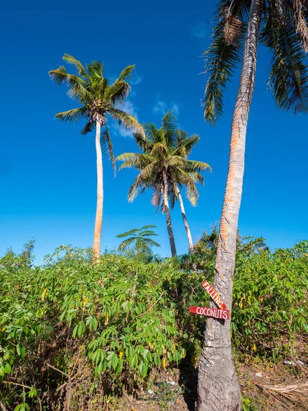 关于在棕榈树树干上掉落椰子的警告 免版税图库照片