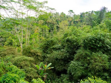 Bali Endonezya yatay yeşil yemyeşil orman