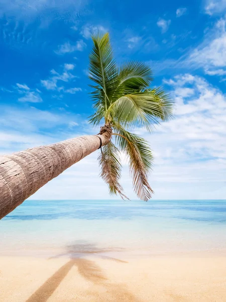 Palmera inclinada sobre el mar turquesa en una isla paradisíaca —  Fotos de Stock