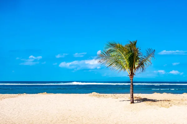 Pieni palmu trooppisella rannalla — kuvapankkivalokuva
