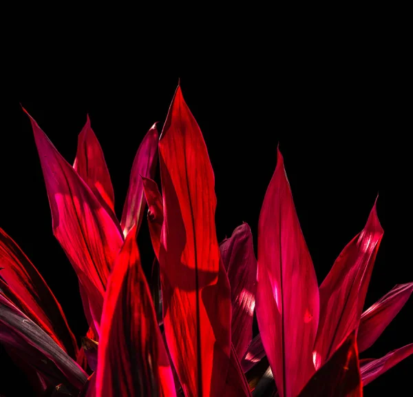 Dramatische scharfe rote Blätter auf schwarzem Hintergrund Stockbild
