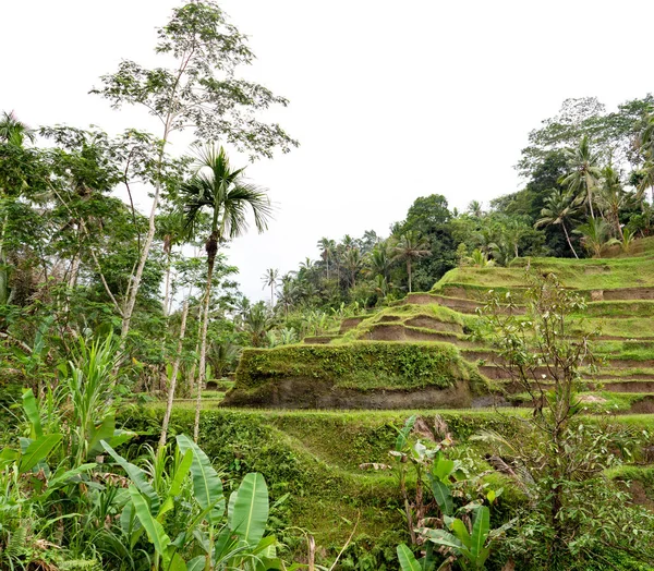 巴厘岛的绿色水稻梯田和郁郁葱葱的植被 图库图片