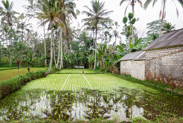 Feuchtes Reisfeld und hohe Palmen neben einem gekachelten Gebäude in Stockfoto