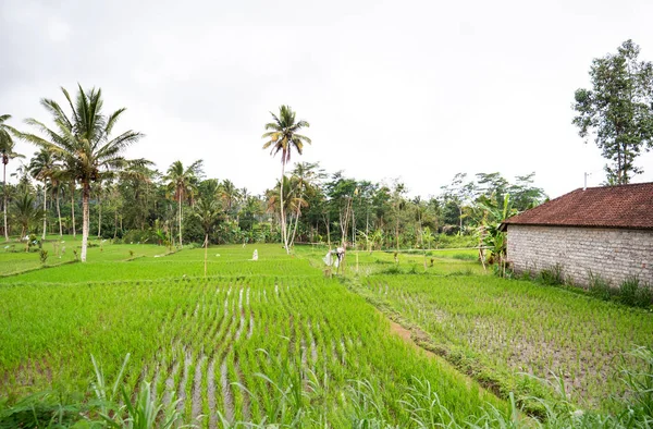 潮湿的稻田和棕榈树在巴厘岛 图库图片