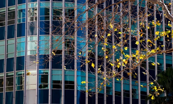 Trockene Äste und gelbe Blätter mit einem Bürogebäude im Hintergrund — Stockfoto