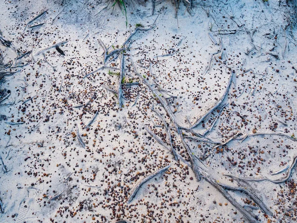 白色沙上的小橙色鹅卵石和灰树根 — 图库照片