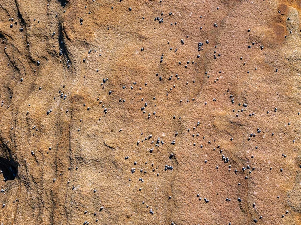 Pequeños cachorros en roca naranja en el Parque Nacional Real de Sydney — Foto de Stock