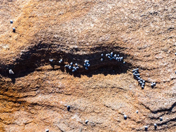 Pequeños cachorros grises sobre roca rojiza — Foto de Stock