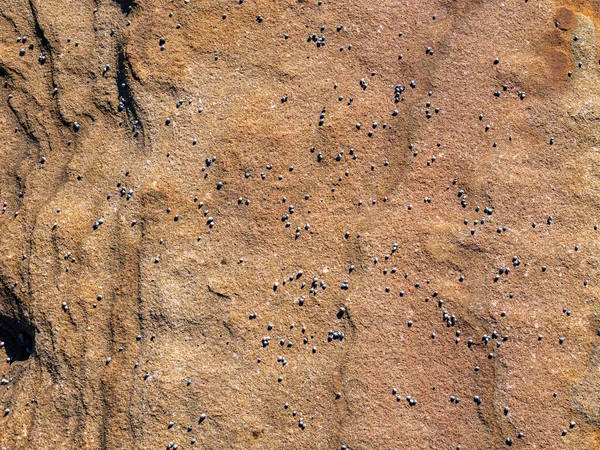 在悉尼皇家国家公园的橘子岩石上，小小的乳清 免版税图库图片