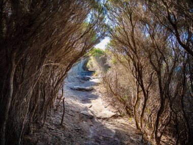 Path through a tree tunnel in Royal National Park in Sydney clipart