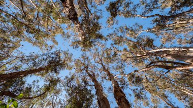 Sidney Centennial Park ağaç tepelerinde Yarasalar