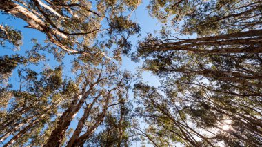 Sydney Centennial Park okaliptüs ağaç tepesinde Yarasalar