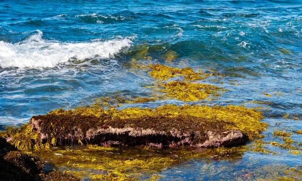 Algas marinhas verde-amarelas em uma rocha com água azul clara ao redor — Fotografia de Stock